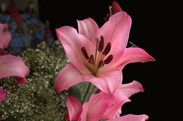 Free download Lily Pink Blossom -  free photo or picture to be edited with GIMP online image editor