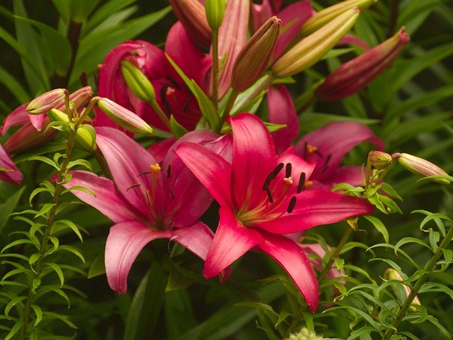 Gratis download Lily Pink Flower - gratis foto of afbeelding om te bewerken met GIMP online afbeeldingseditor