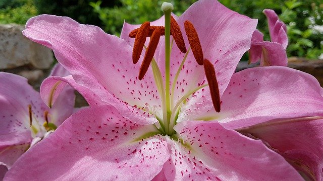 Free download Lily Pink Garden -  free photo or picture to be edited with GIMP online image editor