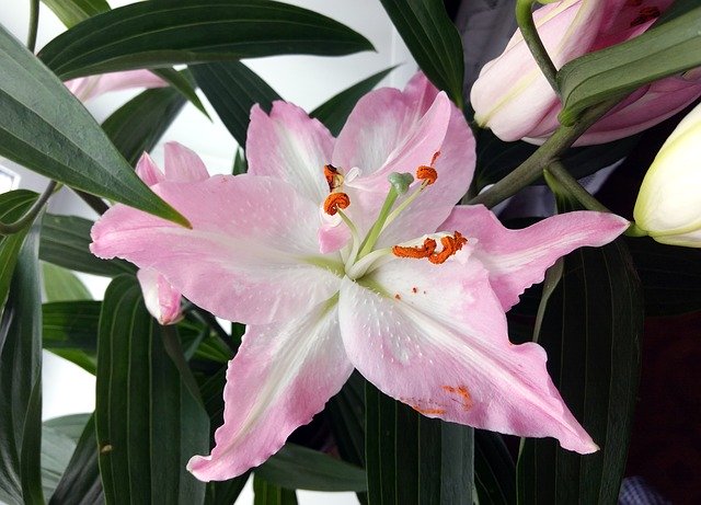 Безкоштовно завантажте Lily Plant Nature — безкоштовну фотографію чи зображення для редагування за допомогою онлайн-редактора зображень GIMP