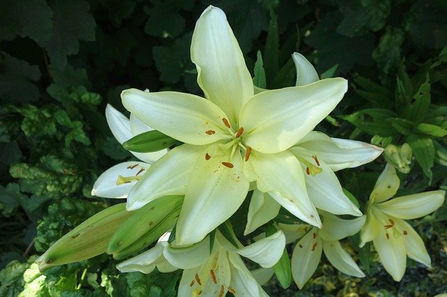 Unduh gratis Lily Plant White - foto atau gambar gratis untuk diedit dengan editor gambar online GIMP