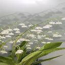 lily pot wallpaper  screen for extension Chrome web store in OffiDocs Chromium