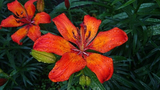 Ücretsiz indir Lily Red Bouquet - GIMP çevrimiçi resim düzenleyici ile düzenlenecek ücretsiz fotoğraf veya resim