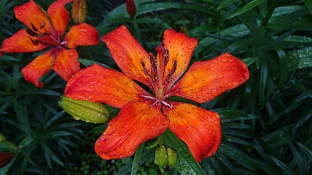 Безкоштовно завантажте Lily Red Bouquet - безкоштовну фотографію або зображення для редагування за допомогою онлайн-редактора зображень GIMP