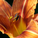 lily Theme  screen for extension Chrome web store in OffiDocs Chromium