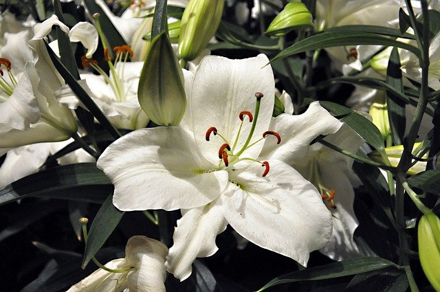 Free picture Lily White Floral -  to be edited by GIMP free image editor by OffiDocs