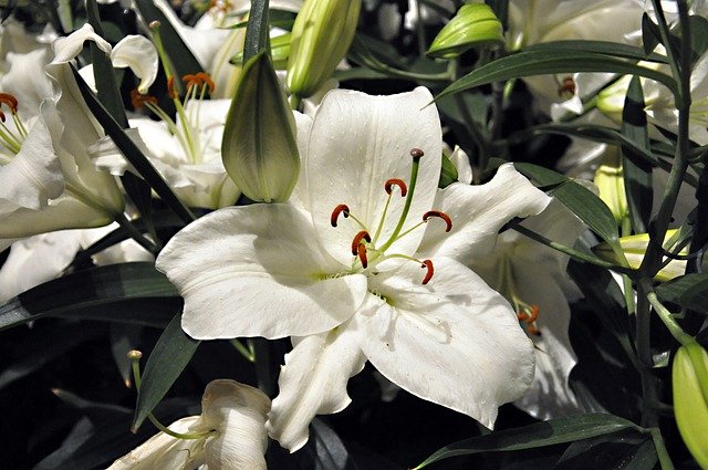 Ücretsiz indir Lily White Floral - GIMP çevrimiçi resim düzenleyiciyle düzenlenecek ücretsiz fotoğraf veya resim