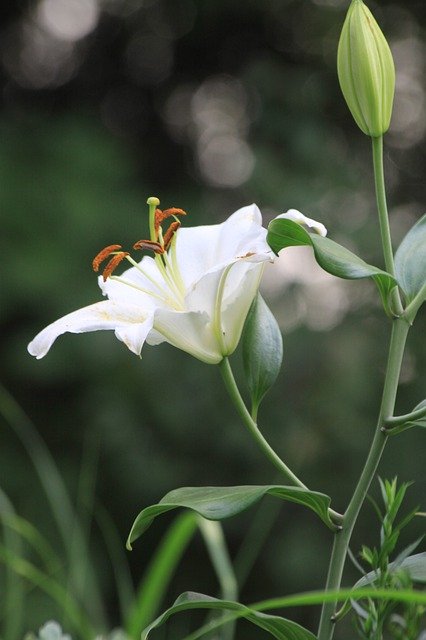 تنزيل Lily White Flower Wild مجانًا - صورة مجانية أو صورة يتم تحريرها باستخدام محرر الصور عبر الإنترنت GIMP