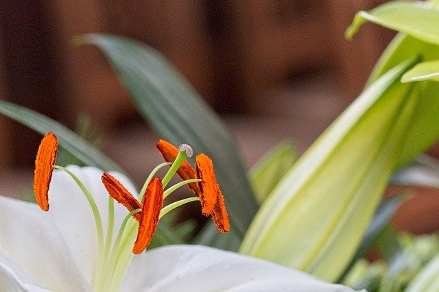 Téléchargement gratuit Lily White Pestle - photo ou image gratuite à modifier avec l'éditeur d'images en ligne GIMP