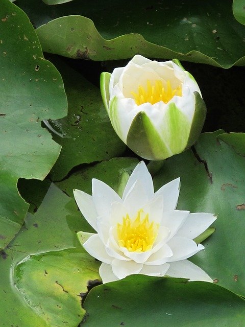 تنزيل Lily White Water مجانًا - صورة أو صورة مجانية ليتم تحريرها باستخدام محرر الصور عبر الإنترنت GIMP