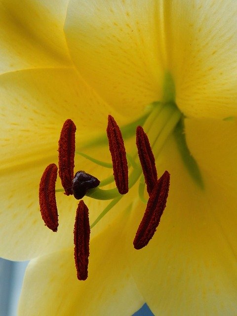 Gratis download Lily Yellow Bloom - gratis foto of afbeelding om te bewerken met de GIMP online afbeeldingseditor