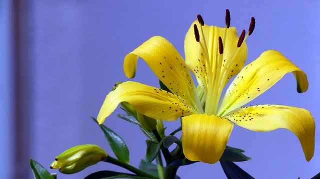 Unduh gratis Lily Yellow Flower - foto atau gambar gratis untuk diedit dengan editor gambar online GIMP