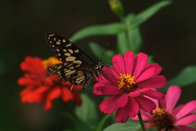 Free download lime butterfly butterfly insect free picture to be edited with GIMP free online image editor