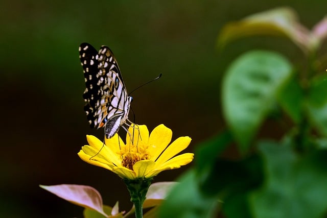 Free download lime butterfly insect zinnia flower free picture to be edited with GIMP free online image editor