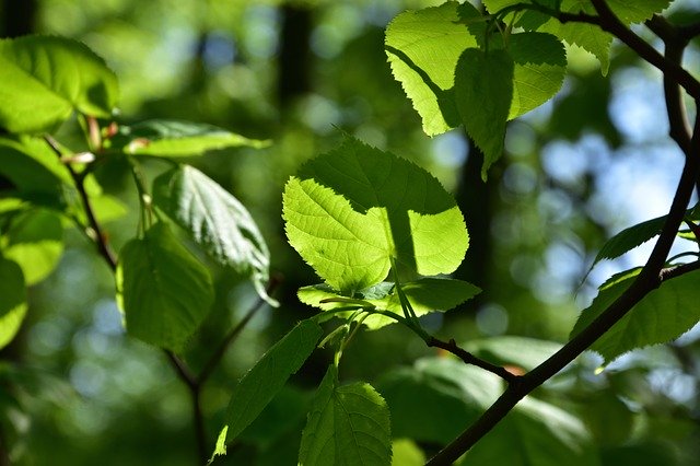 Free download Lime Nature Shadow -  free photo or picture to be edited with GIMP online image editor