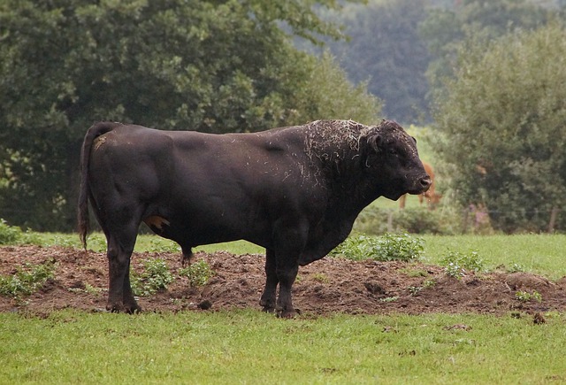 Free download limousin cattle bull beef breed free picture to be edited with GIMP free online image editor