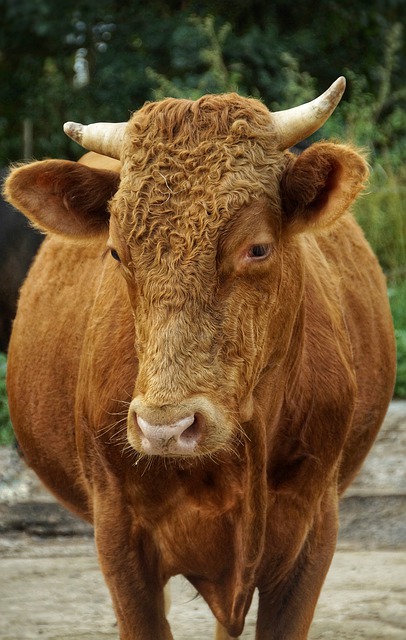 Free download limousin cattle bull farm yard free picture to be edited with GIMP free online image editor