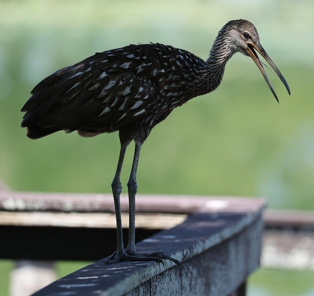 Free download limpkin bird avian animal wildlife free picture to be edited with GIMP free online image editor