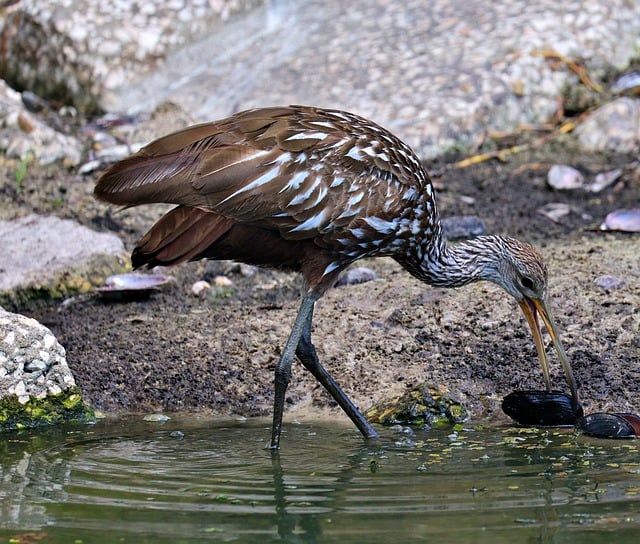Free download limpkin bird avian water nature free picture to be edited with GIMP free online image editor