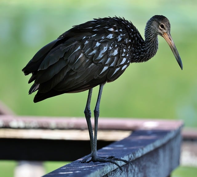 Free download limpkin bird avian wildlife nature free picture to be edited with GIMP free online image editor