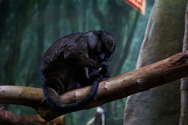 Bezpłatne pobieranie Lincoln Park Zoo Monkey - bezpłatne zdjęcie lub obraz do edycji za pomocą internetowego edytora obrazów GIMP