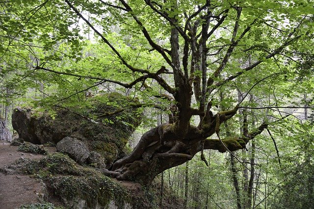 Безкоштовно завантажте Linden Hoz De Beteta Tree - безкоштовне фото або зображення для редагування за допомогою онлайн-редактора зображень GIMP