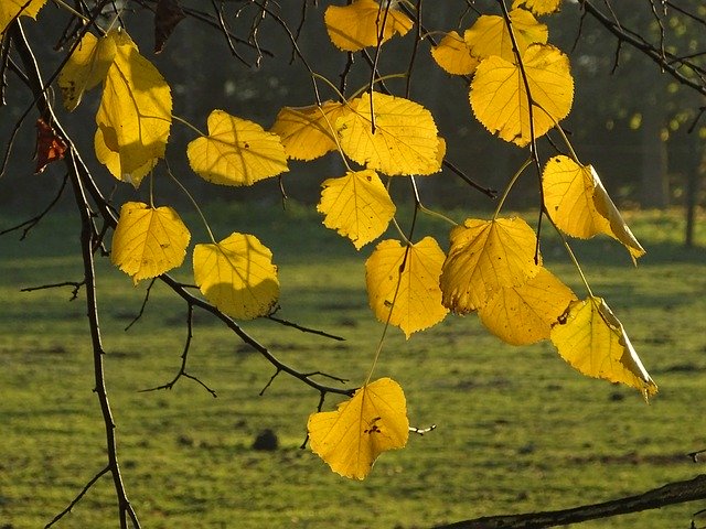 Free download Linden Leaves Branch -  free photo or picture to be edited with GIMP online image editor