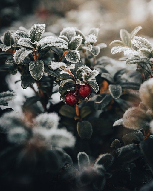 Téléchargement gratuit de l'image gratuite de neige de givre de plante d'airelles à éditer avec l'éditeur d'images en ligne gratuit GIMP