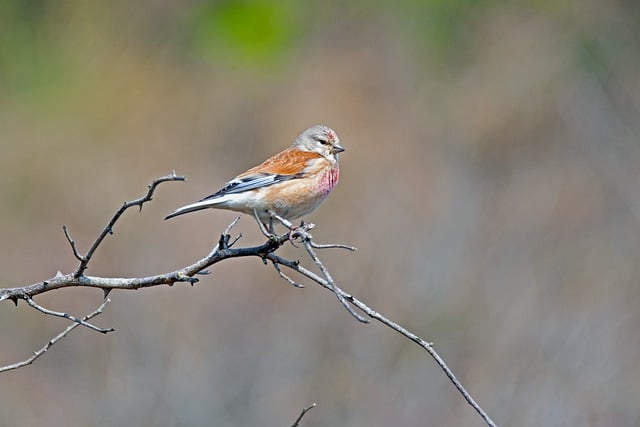 Free download linnet bird branch animal songbird free picture to be edited with GIMP free online image editor