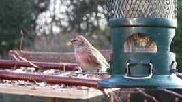 Free download Linnet Feeder Garden Bird -  free video to be edited with OpenShot online video editor