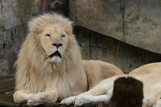 Free download lion african lion white lion animal free picture to be edited with GIMP free online image editor