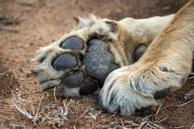 Free download lion africa paw cat footprint free picture to be edited with GIMP free online image editor