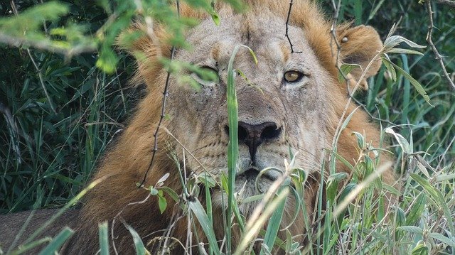 Free download Lion Africa Wildlife -  free free photo or picture to be edited with GIMP online image editor