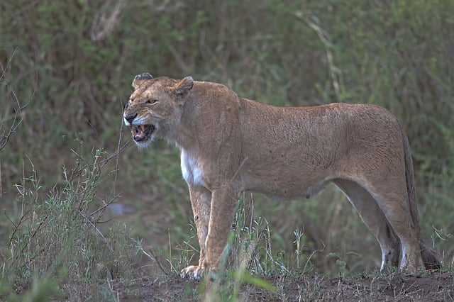 Free download lion animal mammal species fauna free picture to be edited with GIMP free online image editor