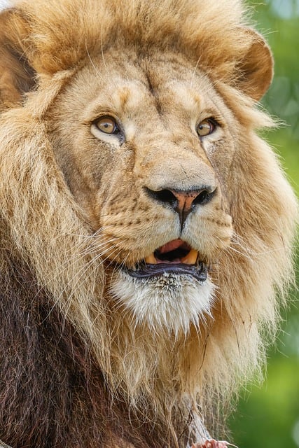 Free download lion animal nature predator free picture to be edited with GIMP free online image editor