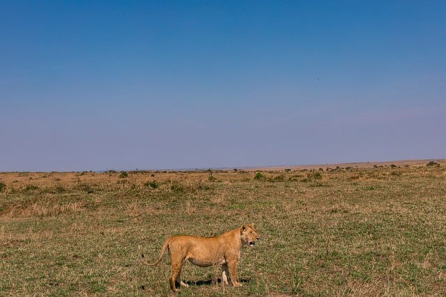 Free graphic lion animal safari savannah to be edited by GIMP free image editor by OffiDocs