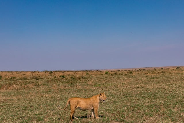 Free download lion animal safari savannah free picture to be edited with GIMP free online image editor