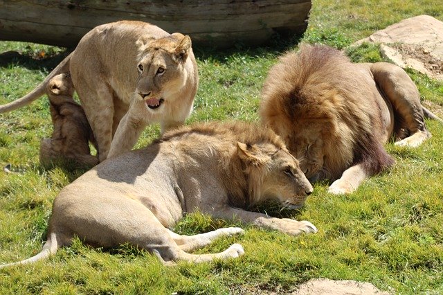 Template Photo Lion Animals Feline for OffiDocs