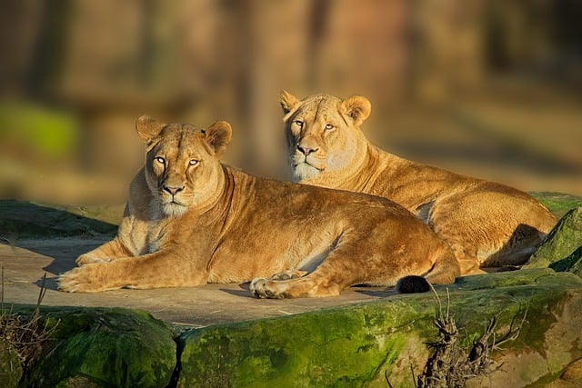 Free download lion animals mammals big cat free picture to be edited with GIMP free online image editor