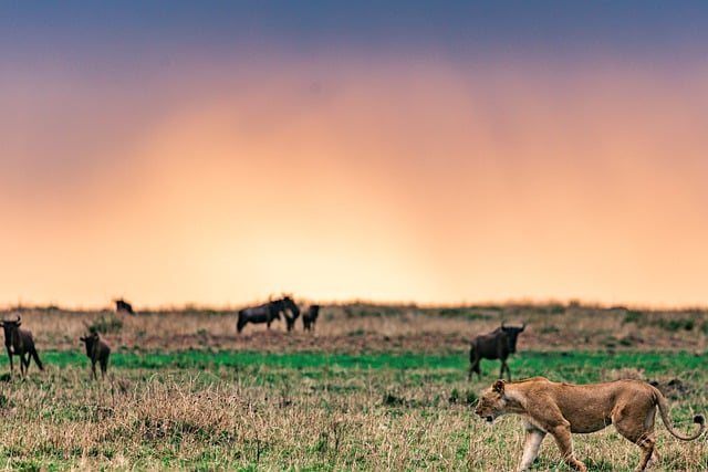 Téléchargement gratuit d'une image gratuite de safari dans la savane des animaux du lion à modifier avec l'éditeur d'images en ligne gratuit GIMP