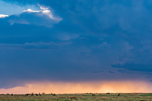 Free download lion animals safari sky clouds free picture to be edited with GIMP free online image editor
