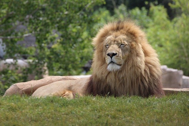 Free download Lion Animals Wild free photo template to be edited with GIMP online image editor