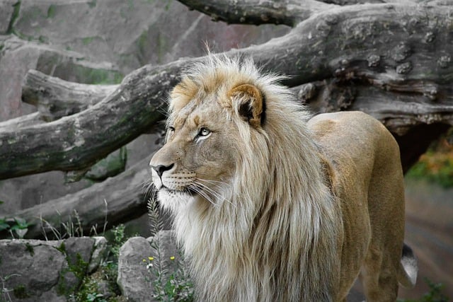 Free graphic lion animal wild animal mammal to be edited by GIMP free image editor by OffiDocs