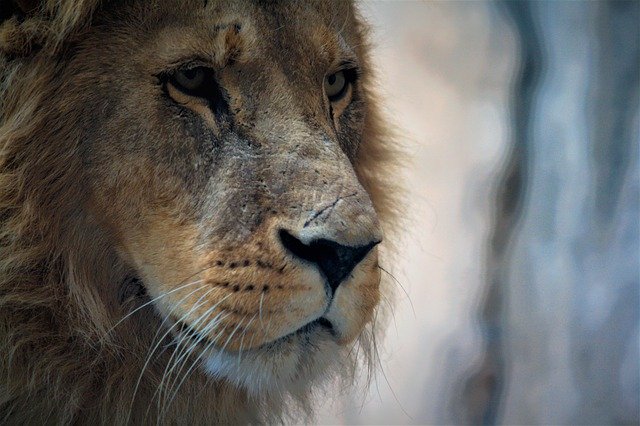 Free download Lion Animal Wildlife -  free photo or picture to be edited with GIMP online image editor