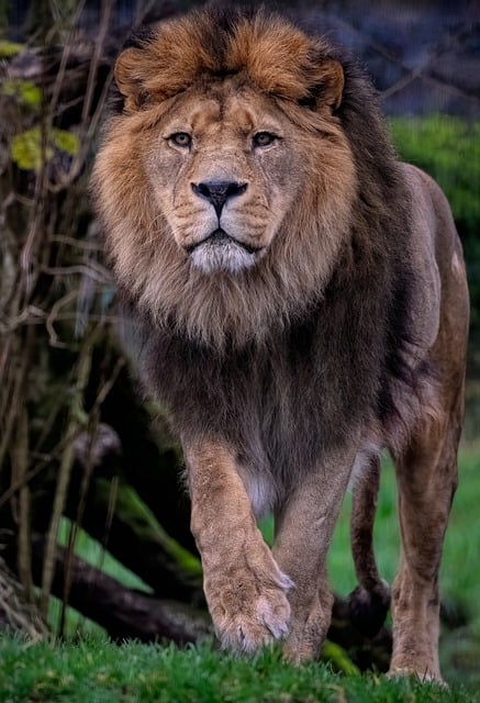 Free download lion barbary lion north african lion free picture to be edited with GIMP free online image editor