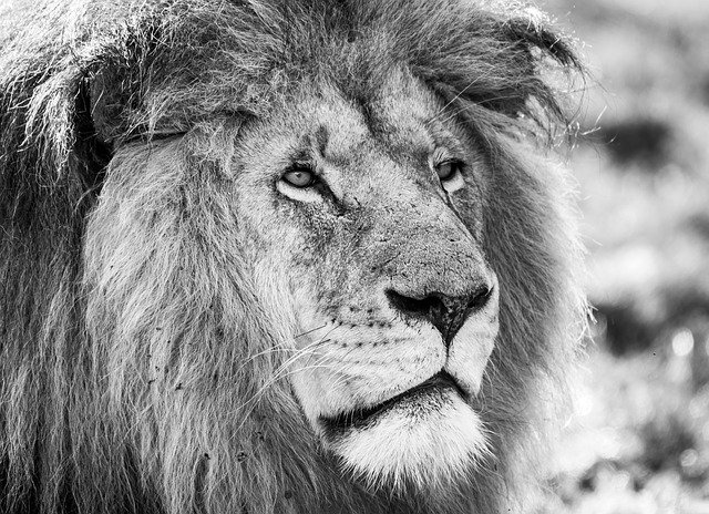 Free download Lion Black White Predator -  free photo or picture to be edited with GIMP online image editor