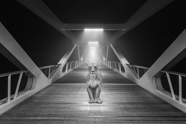 ดาวน์โหลดฟรี Lion Bridge Architecture - ภาพถ่ายหรือรูปภาพฟรีที่จะแก้ไขด้วยโปรแกรมแก้ไขรูปภาพออนไลน์ GIMP