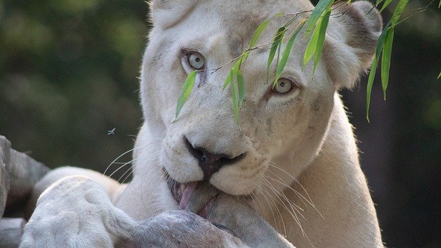 Скачать бесплатно Lion Cat Paw - бесплатное фото или изображение для редактирования с помощью онлайн-редактора изображений GIMP