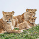 Lion Cub Family  screen for extension Chrome web store in OffiDocs Chromium