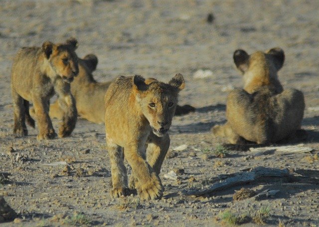 Unduh gratis Lion Cubs Africa Wildlife - foto atau gambar gratis untuk diedit dengan editor gambar online GIMP